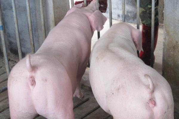 哺乳母猪为什么会急促喘气,可能是肺部感染、热应激等原因所导致