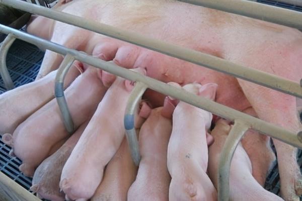 哺乳母猪为什么会急促喘气,可能是肺部感染、热应激等原因所导致