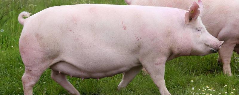公猪和母猪有什么区别