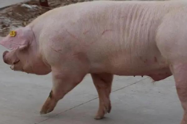 公猪和母猪有什么区别,公猪四肢强健、母猪四肢较小