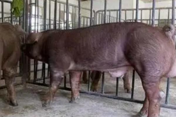 公猪和母猪有什么区别,公猪四肢强健、母猪四肢较小