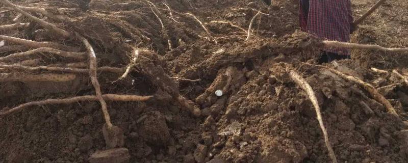 一亩山药的产量