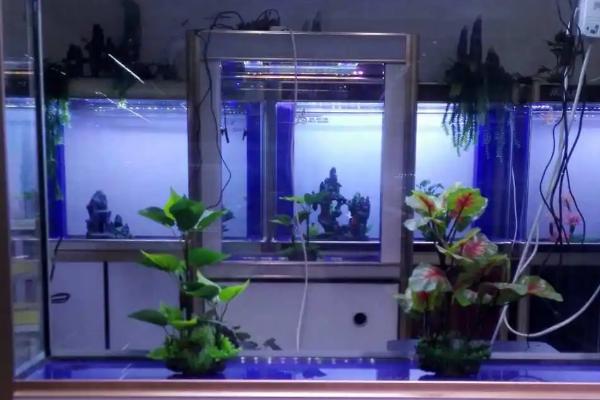 底滤鱼缸的水位如何调节,在溢流区放氧可降低水位