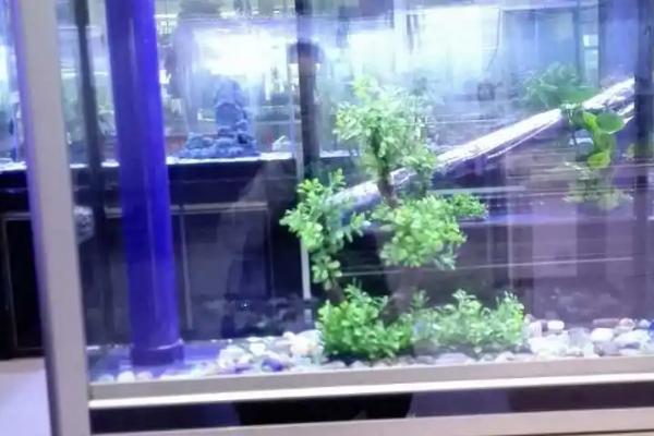 底滤鱼缸的水位如何调节,在溢流区放氧可降低水位