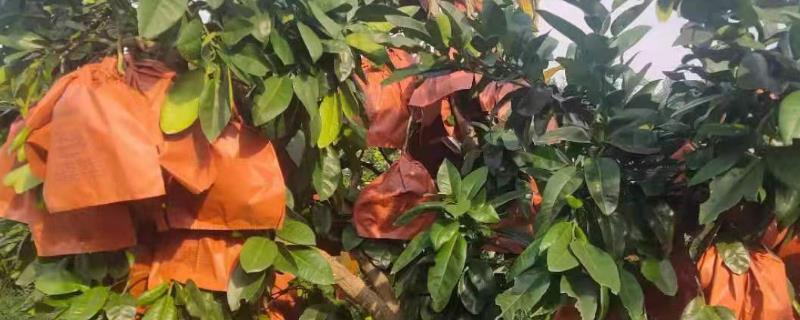 蜜柚套袋方法