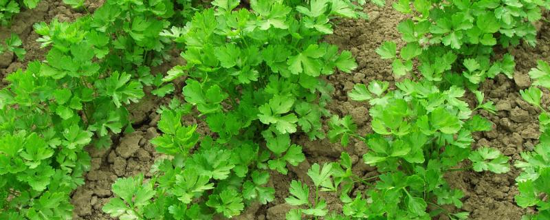 秋天有哪些蔬菜