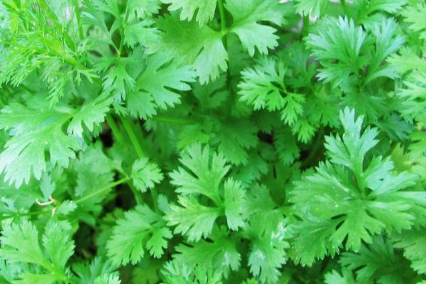 秋天有哪些蔬菜,包括香菜、芹菜、萝卜等品种