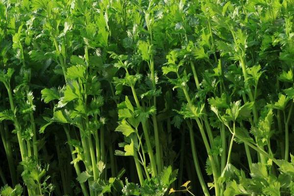 秋天有哪些蔬菜,包括香菜、芹菜、萝卜等品种