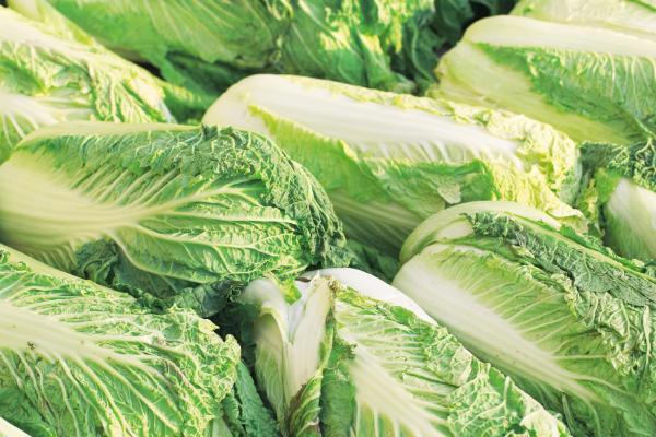 秋天有哪些蔬菜,包括香菜、芹菜、萝卜等品种