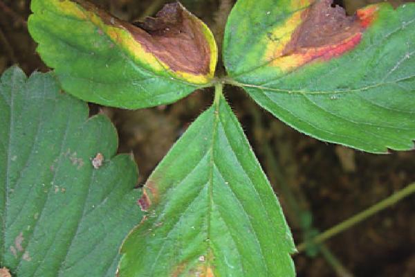 草莓有哪些病虫害,包括炭疽病、黄萎病、叶螨、跗线螨等种类