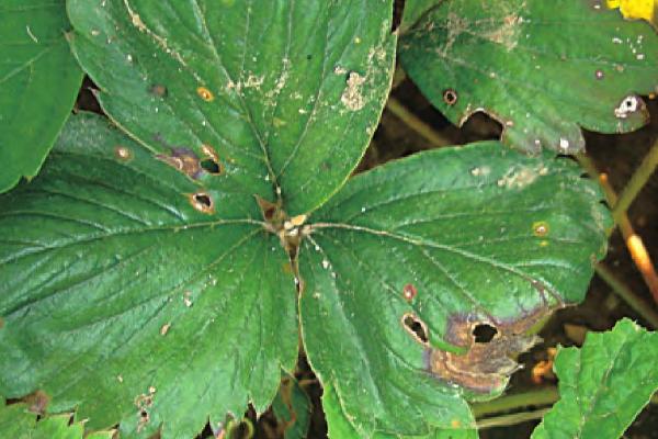 草莓有哪些病虫害,包括炭疽病、黄萎病、叶螨、跗线螨等种类