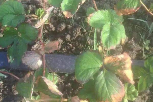 草莓有哪些病虫害,包括炭疽病、黄萎病、叶螨、跗线螨等种类