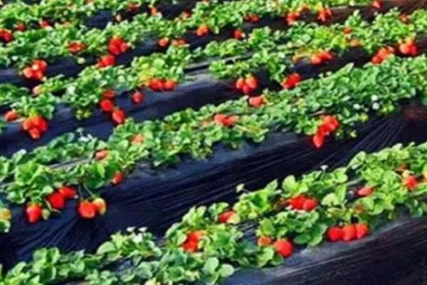 草莓有哪些病虫害,包括炭疽病、黄萎病、叶螨、跗线螨等种类