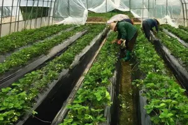 草莓有哪些病虫害,包括炭疽病、黄萎病、叶螨、跗线螨等种类