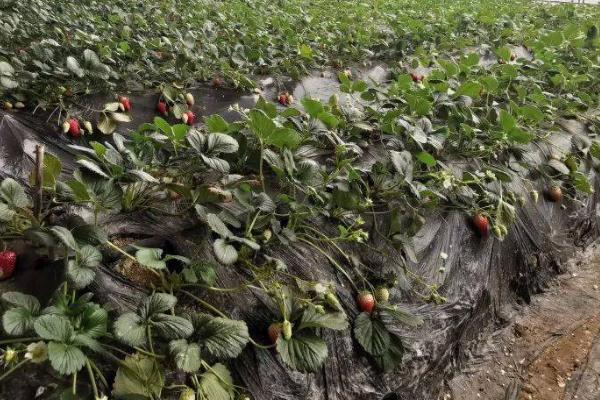 草莓有哪些病虫害,包括炭疽病、黄萎病、叶螨、跗线螨等种类