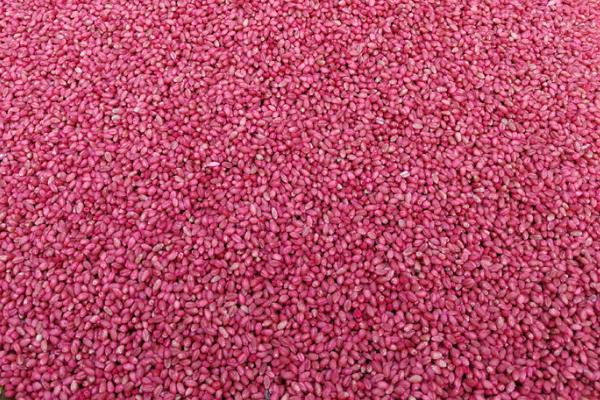 小麦播种期怎么防治病虫害，适当晚播可减轻全蚀病、根腐病等病害的发生