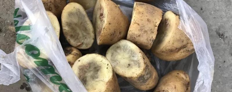 产生马铃薯黑心的原因