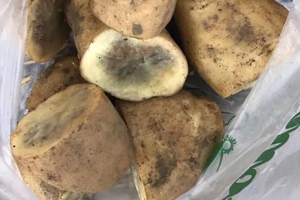 产生马铃薯黑心的原因,主要是高温和通风不良导致