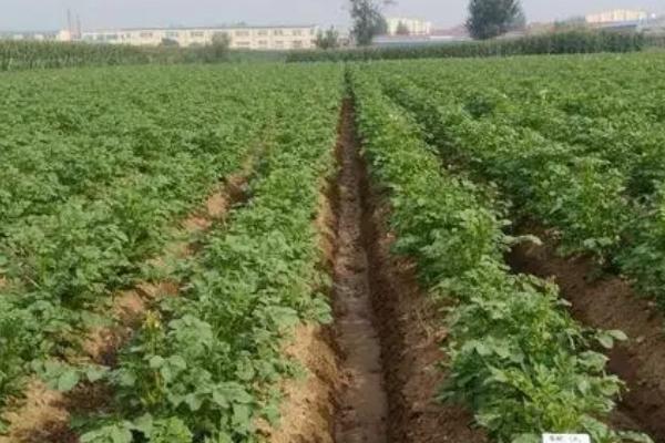 产生马铃薯黑心的原因,主要是高温和通风不良导致