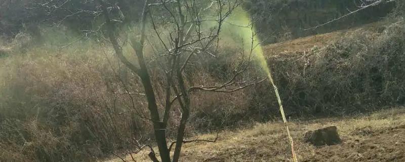 冬春梨树病虫害防治方法