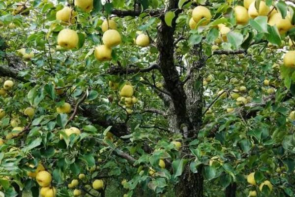 冬春梨树病虫害防治方法，可人工防治或药剂防治