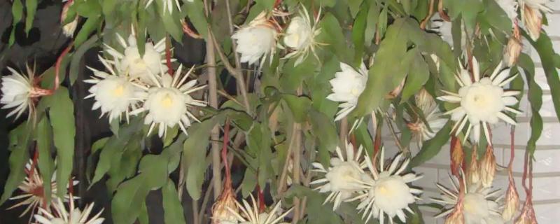 昙花为什么不开放