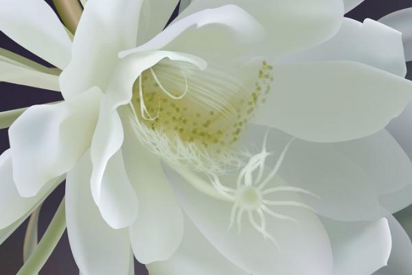 昙花为什么不开放,可能是缺少光照、缺少养分、株龄不够等原因所导致