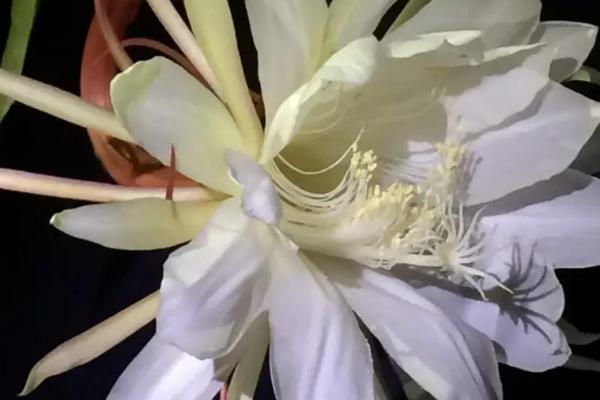 昙花为什么不开放,可能是缺少光照、缺少养分、株龄不够等原因所导致