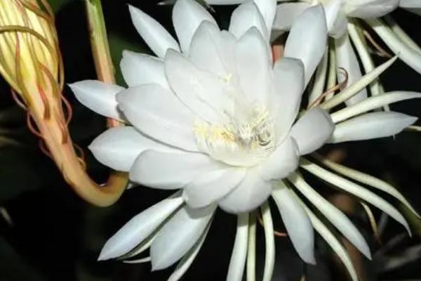 昙花为什么不开放,可能是缺少光照、缺少养分、株龄不够等原因所导致