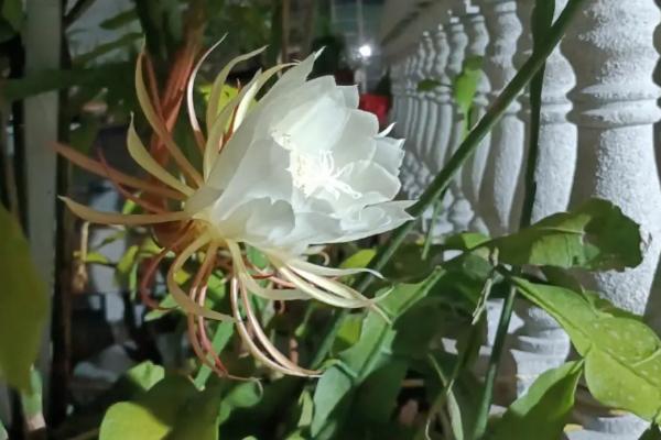 昙花为什么不开放,可能是缺少光照、缺少养分、株龄不够等原因所导致