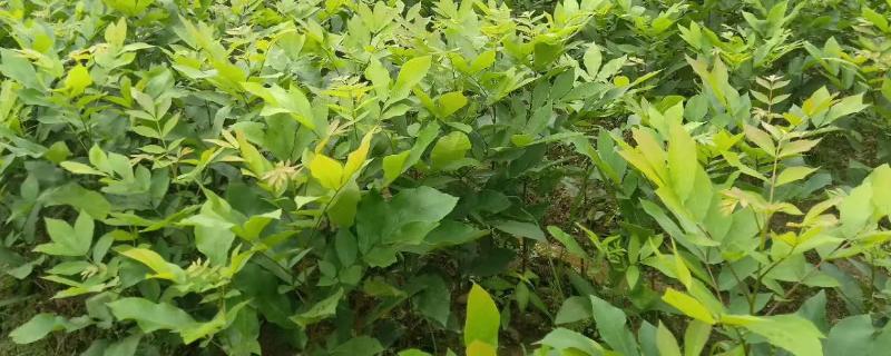 山核桃树苗怎么管理