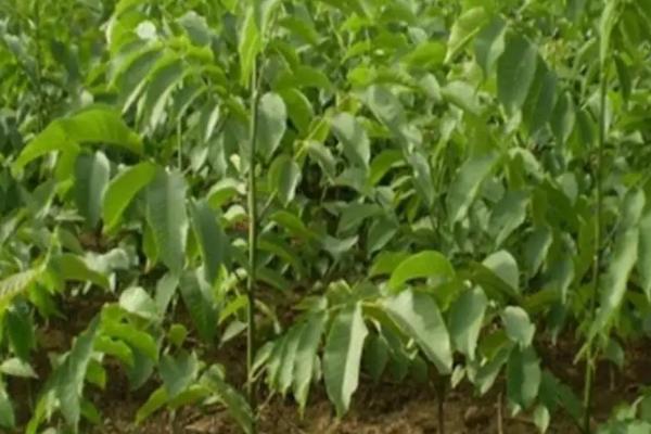 山核桃树苗怎么管理,春天抽芽时要喷药治蚜