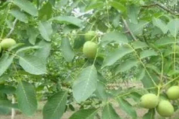 山核桃树苗怎么管理,春天抽芽时要喷药治蚜