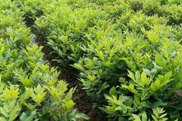 山核桃树苗怎么管理,春天抽芽时要喷药治蚜