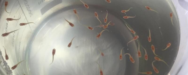 孔雀鱼苗死亡率高的原因