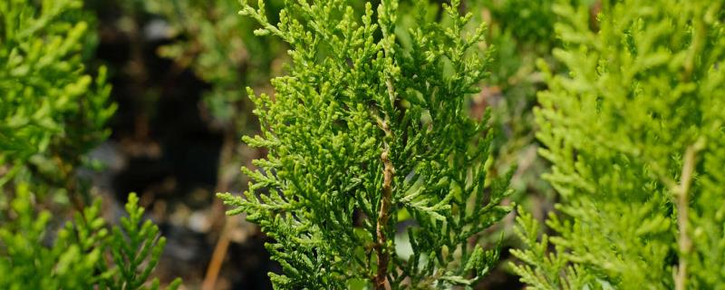 侧柏的播种方法