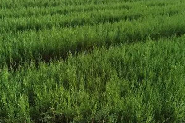 侧柏的播种方法,确定行距后再开沟撒播、镇压浇水