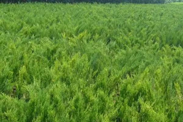 侧柏的播种方法,确定行距后再开沟撒播、镇压浇水