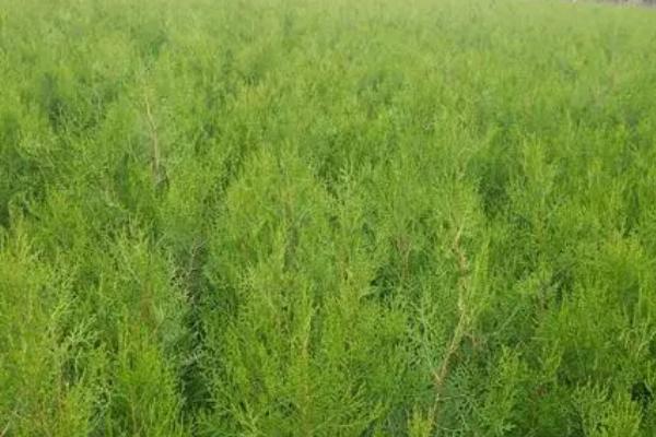 侧柏的播种方法,确定行距后再开沟撒播、镇压浇水