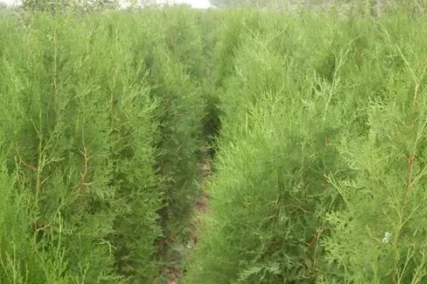 侧柏的播种方法,确定行距后再开沟撒播、镇压浇水