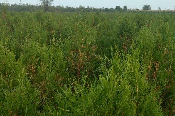 侧柏的播种方法,确定行距后再开沟撒播、镇压浇水