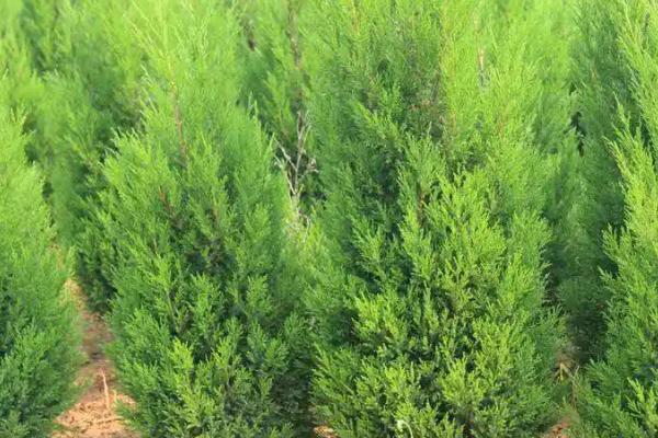 侧柏的播种方法,确定行距后再开沟撒播、镇压浇水