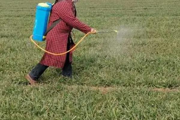 小麦田出现严重的病虫草害怎么防治，需关注害虫发生动态、根据实际情况喷洒药剂