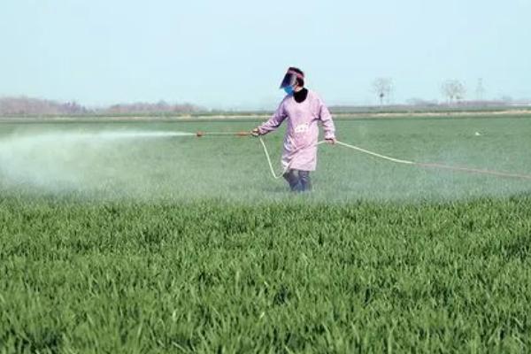 小麦田出现严重的病虫草害怎么防治，需关注害虫发生动态、根据实际情况喷洒药剂