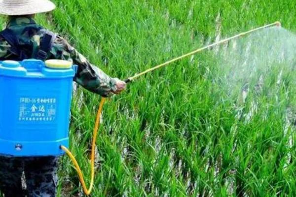 小麦田出现严重的病虫草害怎么防治，需关注害虫发生动态、根据实际情况喷洒药剂