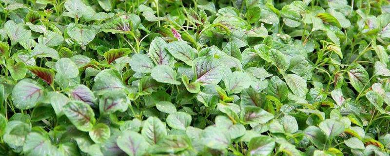 种植苋菜怎么播种