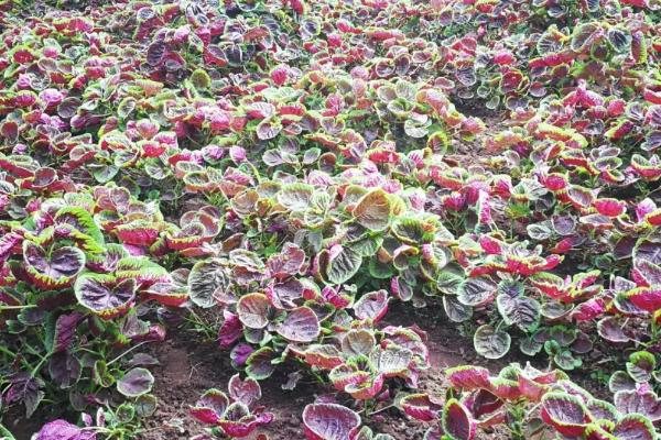 种植苋菜怎么播种,撒播后覆盖土壤即可