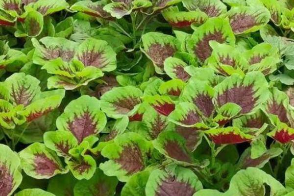 种植苋菜怎么播种,撒播后覆盖土壤即可