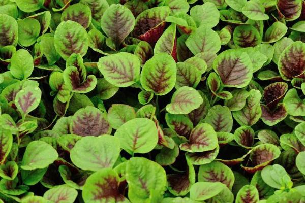 种植苋菜怎么播种,撒播后覆盖土壤即可