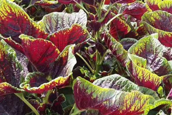 种植苋菜怎么播种,撒播后覆盖土壤即可